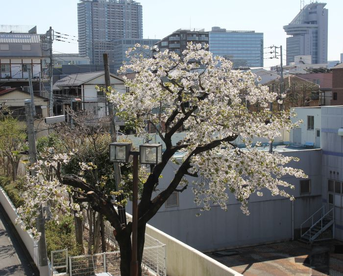 080403テニス (18).JPG